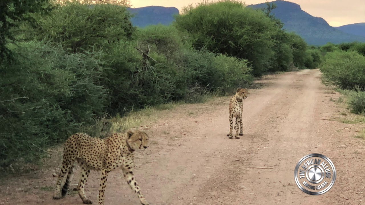 Exploring The Limits: How Far Can A Cheetah Jump
