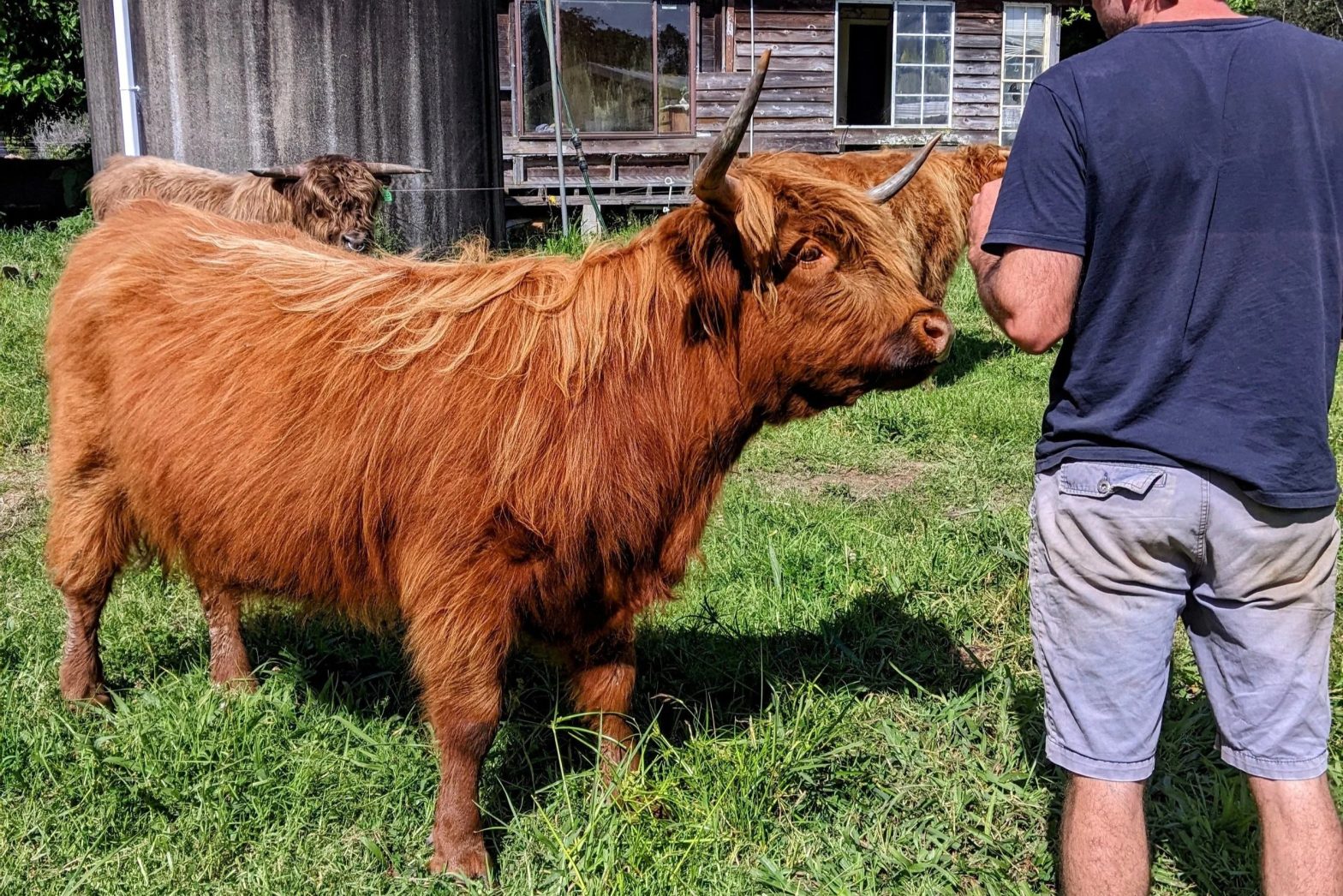 Find The Best Prices: How Much Are Miniature Highland Cows