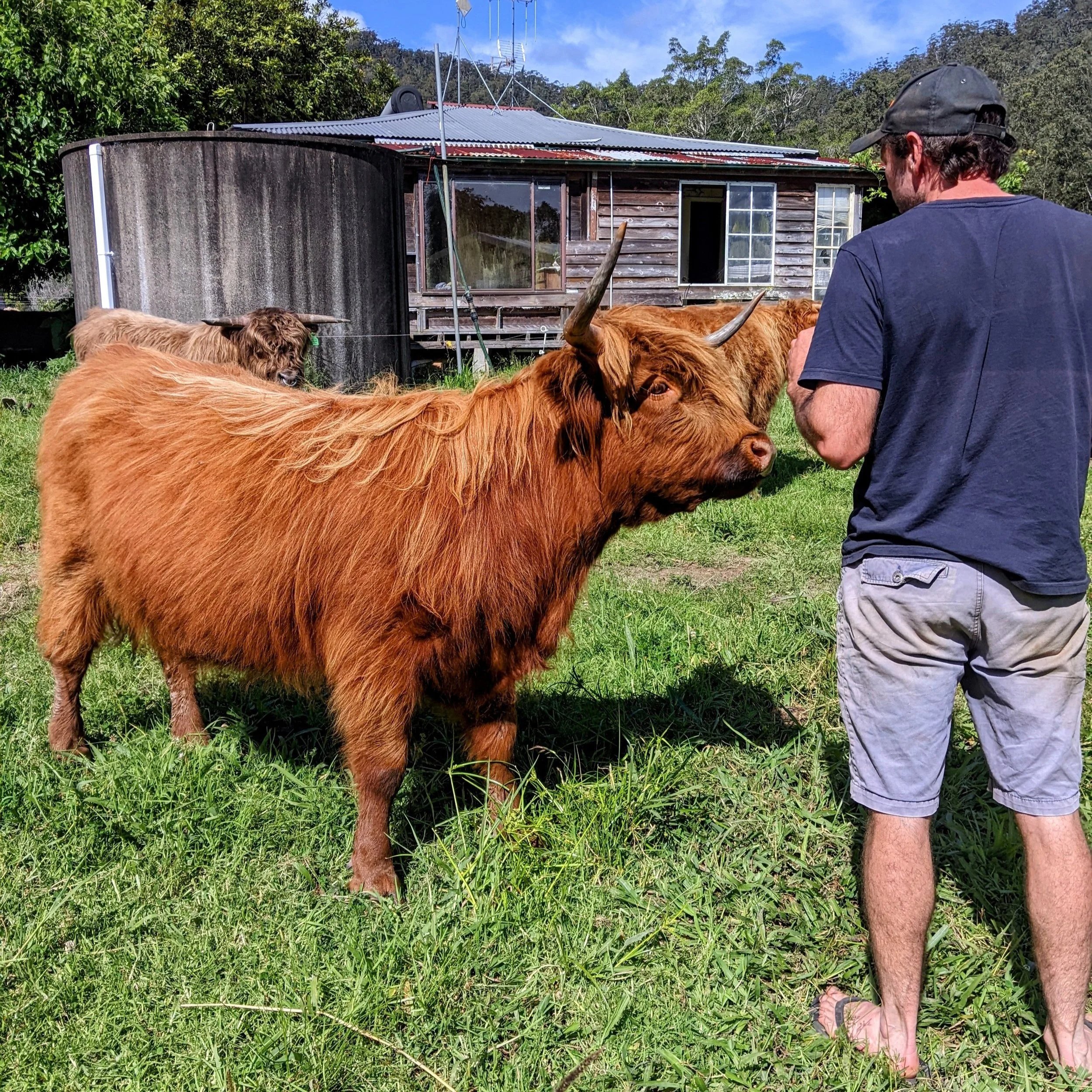 Find The Best Prices: How Much Are Miniature Highland Cows